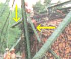 Bridge beam snagged by truck