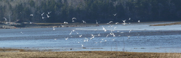 Dominion Atlantic Railway: Sissiboo River Bridge, Weymouth, Digby County, Nova Scotia, 08 Mar 2012